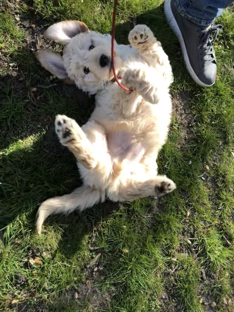 picture of the goldendoodle