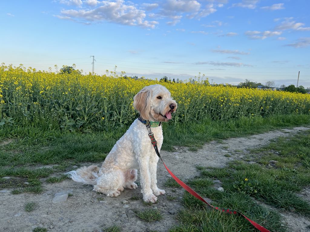 picture of the goldendoodle