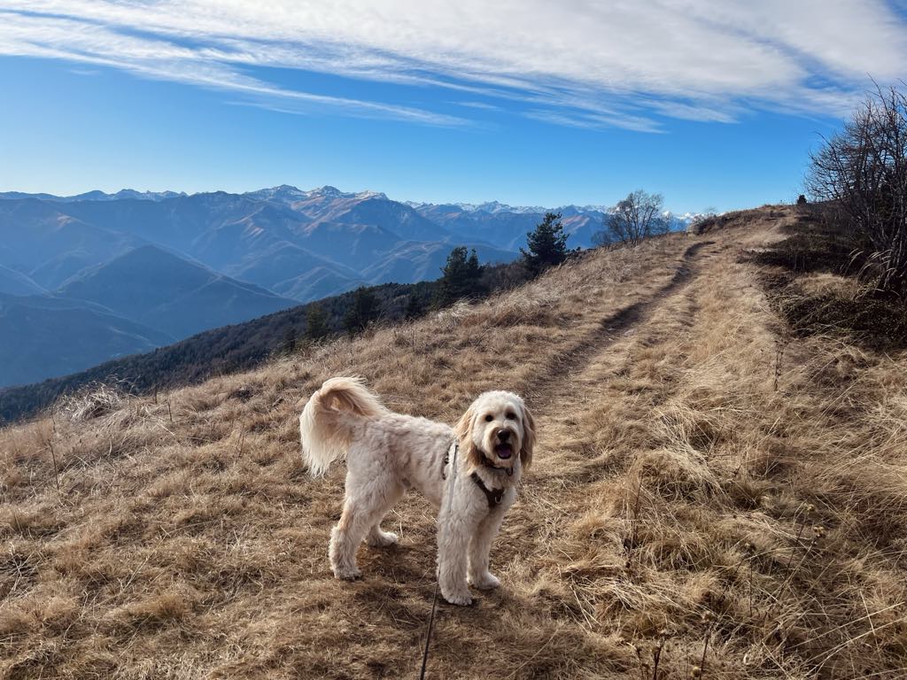 cute dog in the mountain