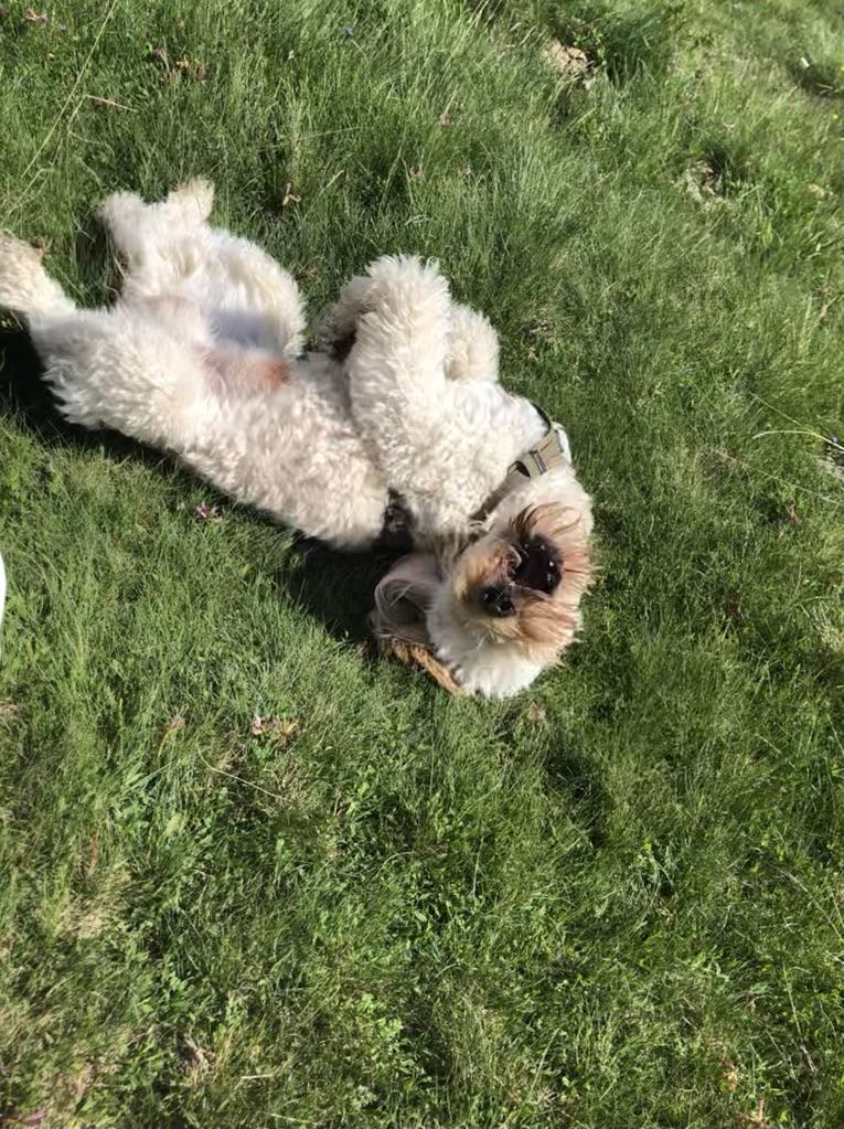 picture of the goldendoodle