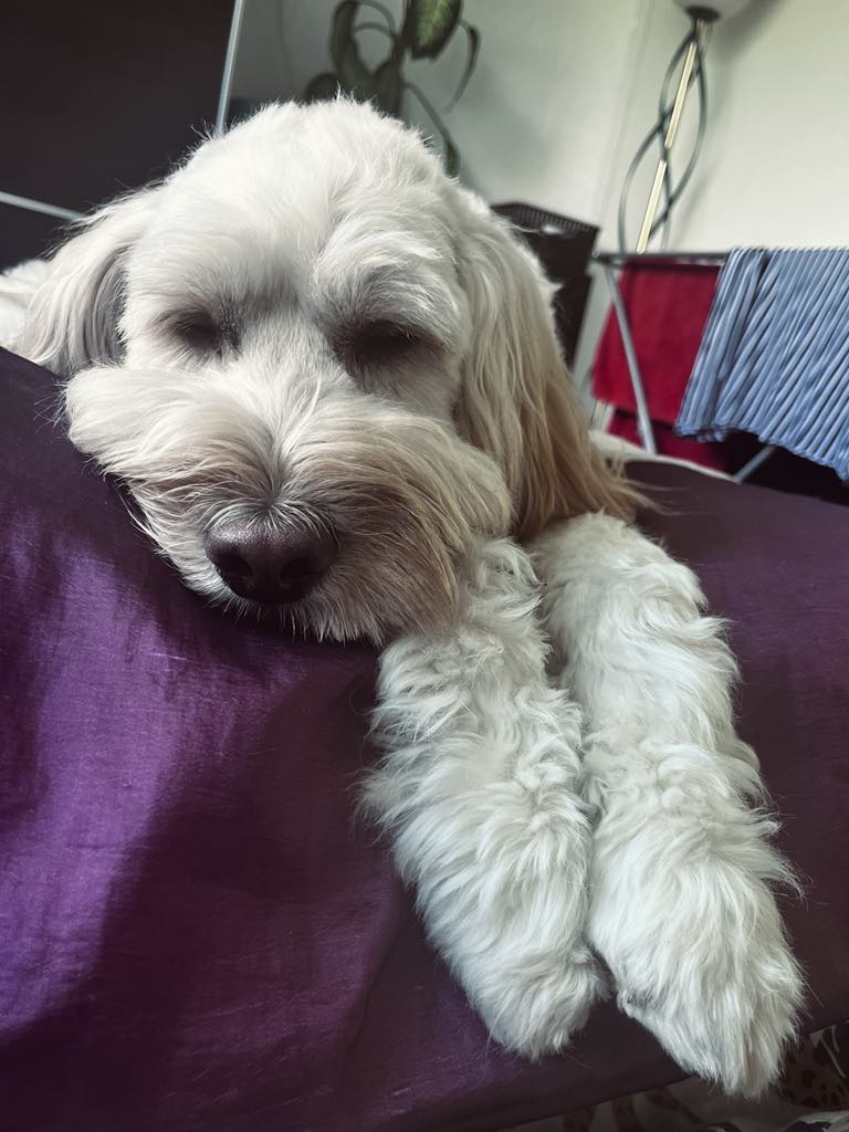 picture of the sleeping goldendoodle