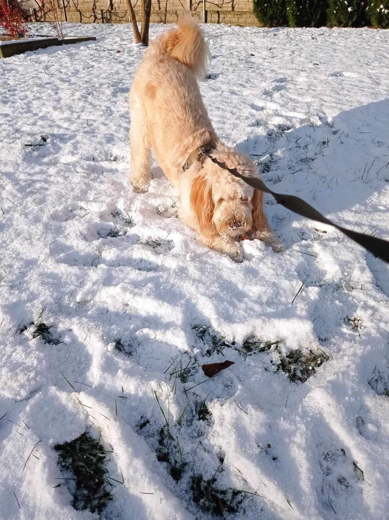 cute dog playing in the snow